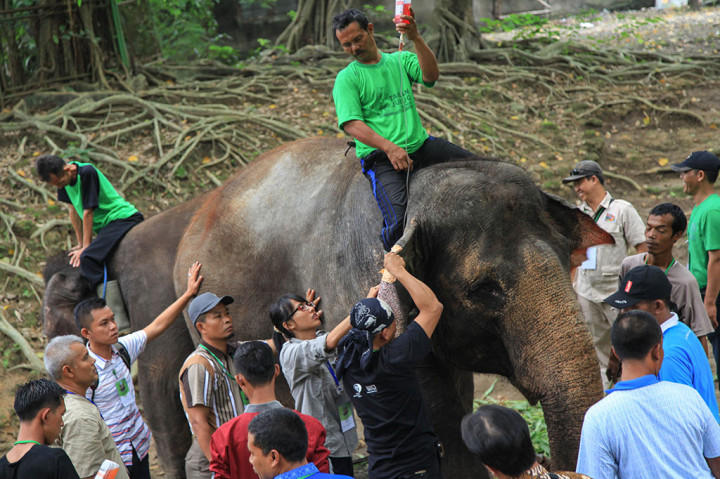 Pelatihan Manajemen Gajah di Taman Satwa Taru Jurug