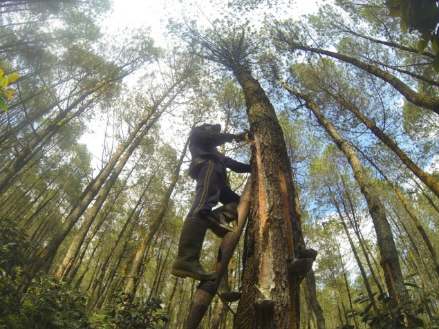 Kerja Sama Tiga Negara Dongkrak Harga Karet