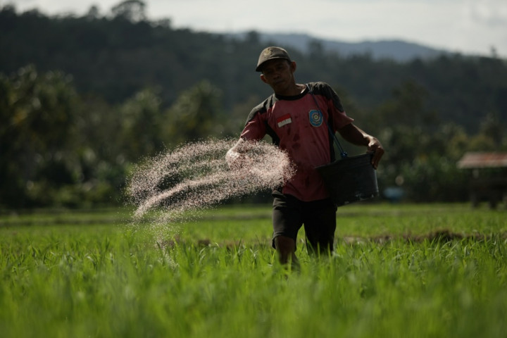 Produktivitas Panen Padi Bantul Alami Penurunan