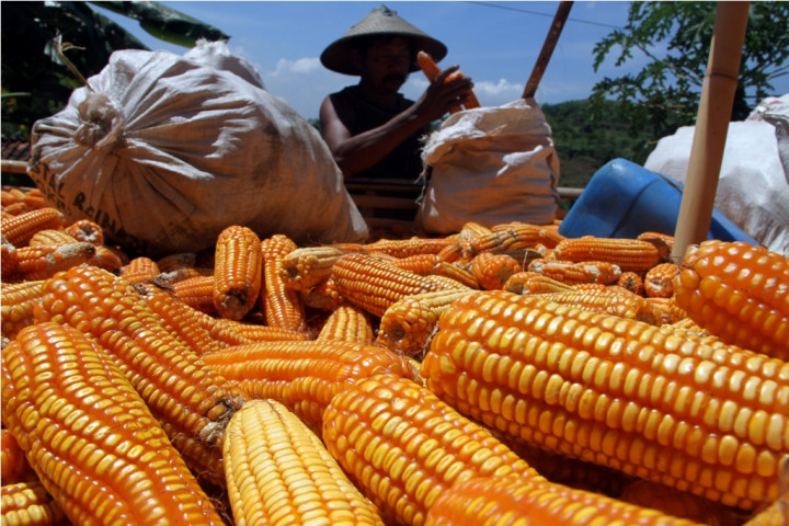 Apindo Sulteng Dukung Bulog Beli Komoditi Jagung