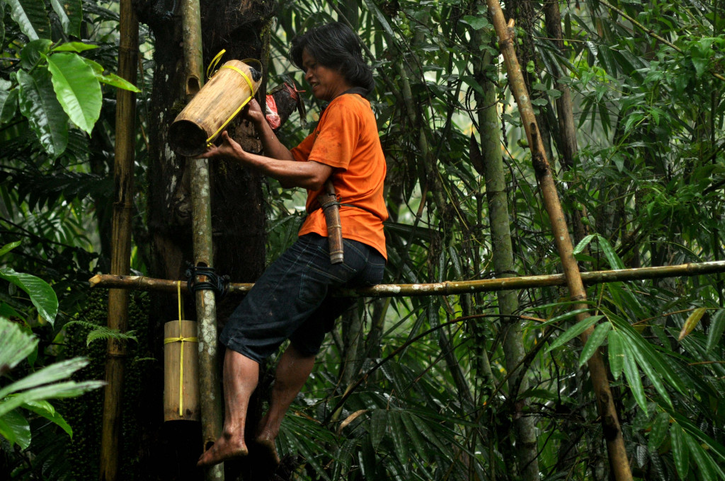 Seorang warga memanjat pohon aren untuk menyadap pohon dan menampung air nira di Tikala, Toraja Utara, Sulsel. (ANTARA FOTO/Sahrul Manda Tikupadang)