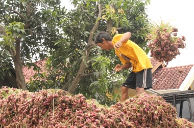 Harga Benih Bawang Merah Tinggi, Petani Brebes Tanam Kedelai