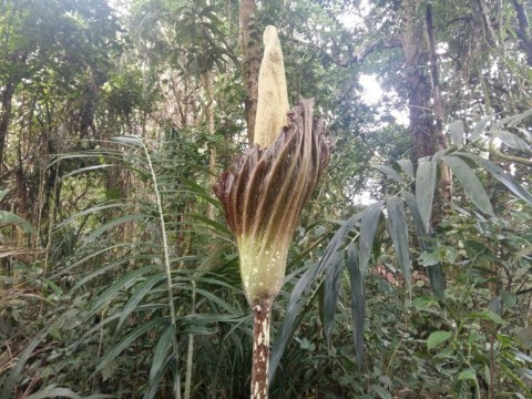 Corpse flower at Mount Ciremai (Photo:TNGC)