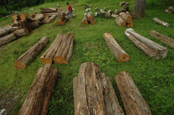 Volume Produksi Kayu Perhutani Menurun
