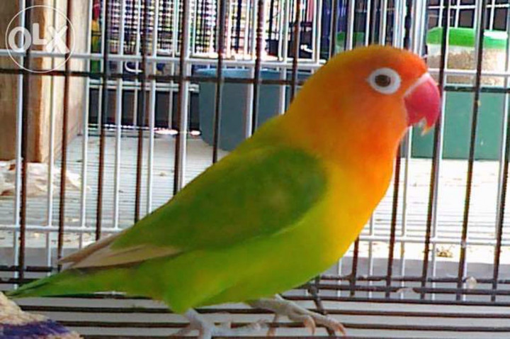 Gantikan Batu Akik, Burung Jadi Primadona di <i>e-Commerce</i> Tahun Ini