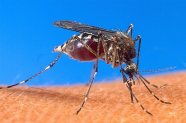 Enam Kecamatan di Kabupaten Lebak Endemis Malaria