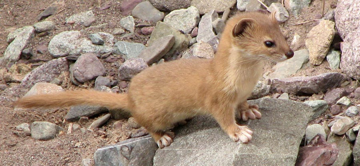 Mesin Percepatan Partikel Milik CERN Rusak Akibat Musang
