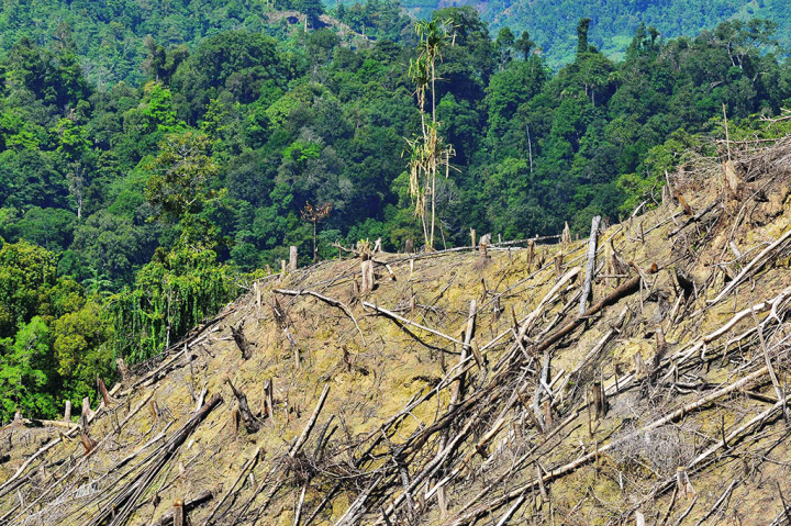 Rusaknya Hutan Akibat Pembalakan Liar