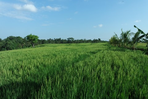 Rice Field Trail in Nyambu Village