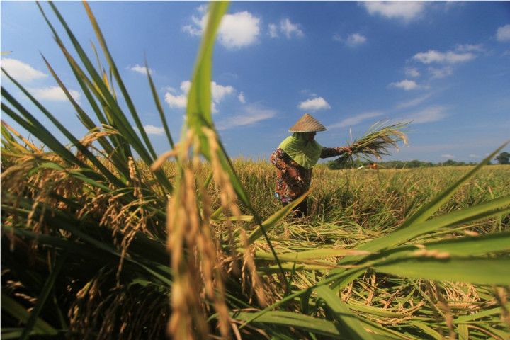 BPS: Harga Gabah di Lampung Turun