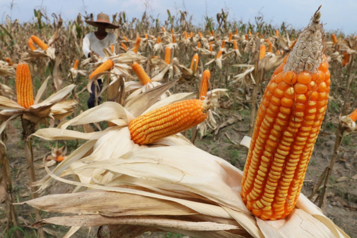 Bulog Sulteng Siapkan Gudang Jagung di Parimo