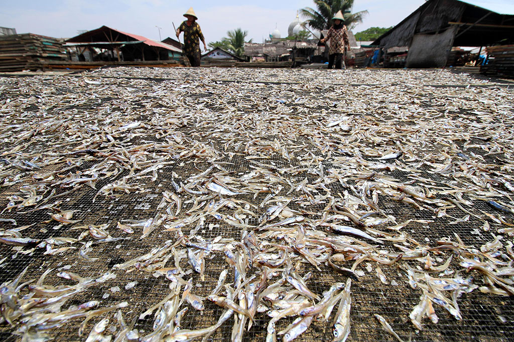 Ikan Teri Lhokseumawe Diekspor ke Malaysia