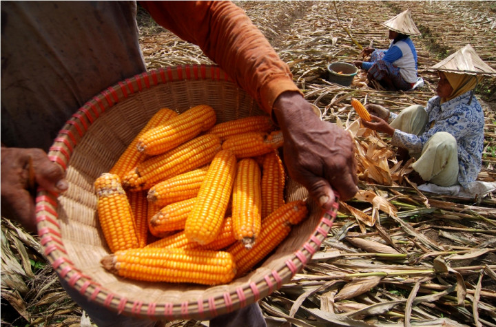 Bulog Siap Kerja Sama untuk Beli Jagung Petani
