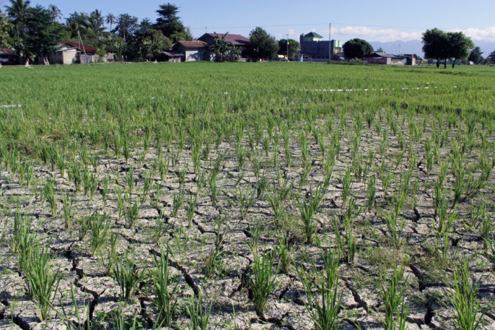 10.000 Ha Lahan Padi di Langkat Kekeringan
