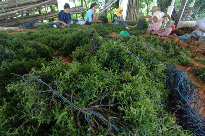 Pemprov Papua Dorong Pengusaha Investasi di Rumput Laut