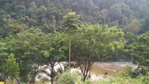 Fun Vacation at Tangkahan Tropical Rainforest