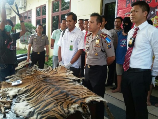 Sumatran Tiger Population Dwindling