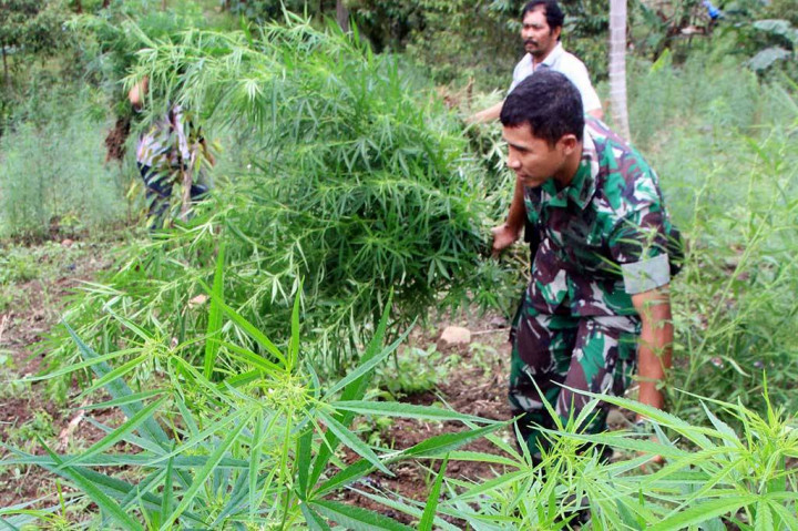 Latihan di Gunung, TNI Temukan 2 Hektare Ladang Ganja