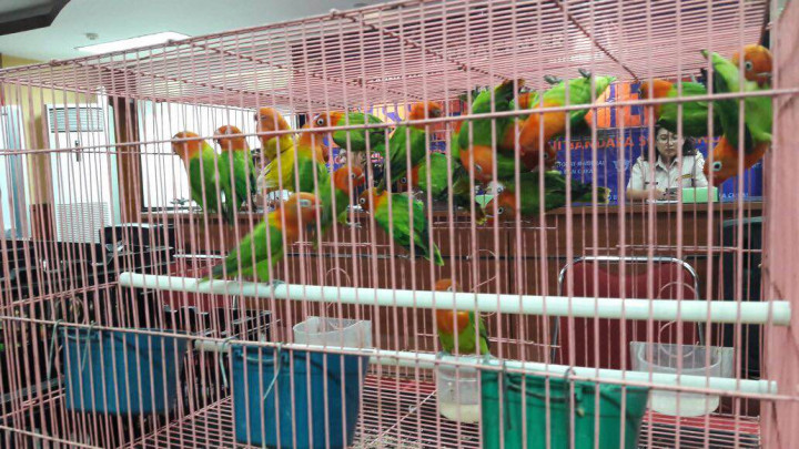 Wanita Tiongkok Selundupkan Puluhan Lovebird di Celana