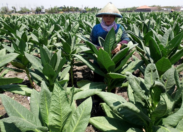 Ratifikasi FCTC Dinilai Mematikan Ekonomi Hasil Tembakau Indonesia