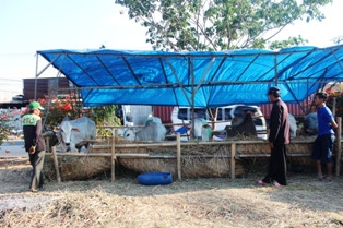 Stok Sapi di Sumbar Digaransi Cukup Hingga Lebaran