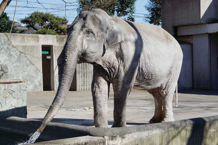 Hanako, Gajah Tertua di Jepang Mati