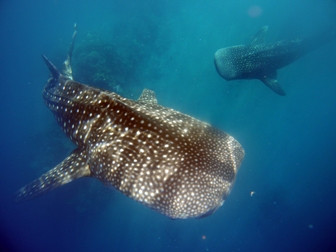 Hiu Paus Dipelihara secara Ilegal dalam Keramba di Maluku