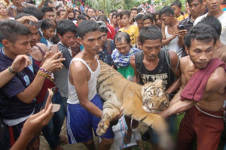 Evakuasi Harimau Terluka ke TMSBK