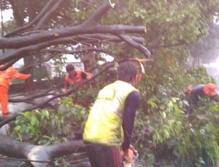 Pohon Tumbang di Kebun Jeruk Akibat Puting Beliung