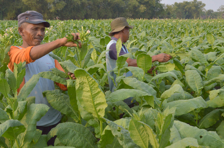 Pudarnya Emas Hijau Tembakau Kendal