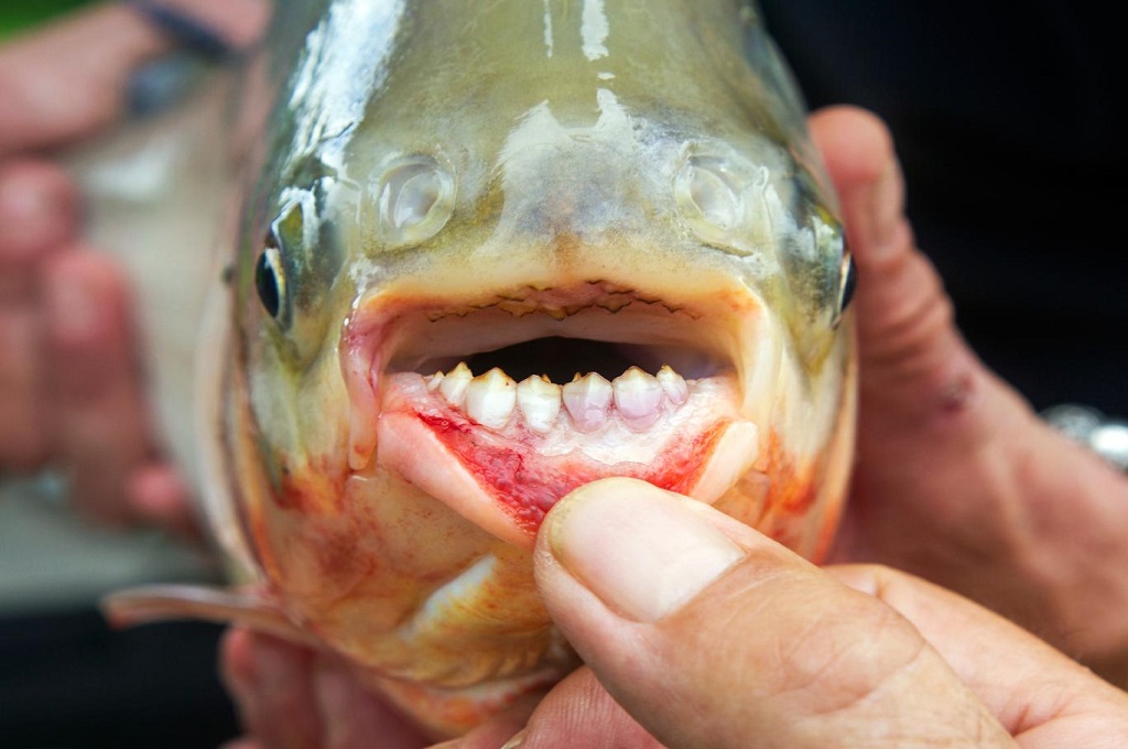 Ikan pacu memiliki gigi mirip gigi manusia. (Foto: Jean-Claude Soboul/Getty)