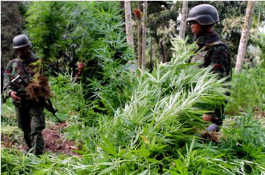 Kodam I Bukit Barisan Temukan Ladang Ganja Seluas 67,5 Hektare