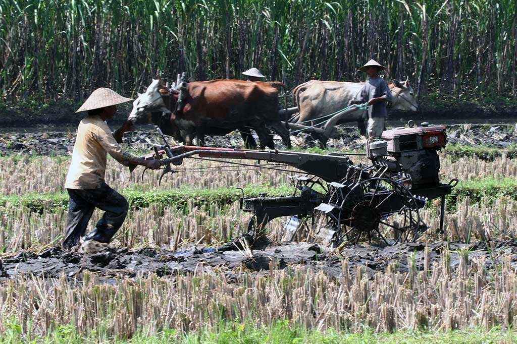 Petani Tradisional dan Modern