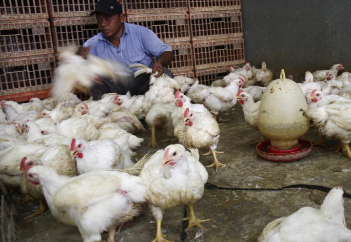 GPPU Bantah Terlibat Pemusnahan Ayam