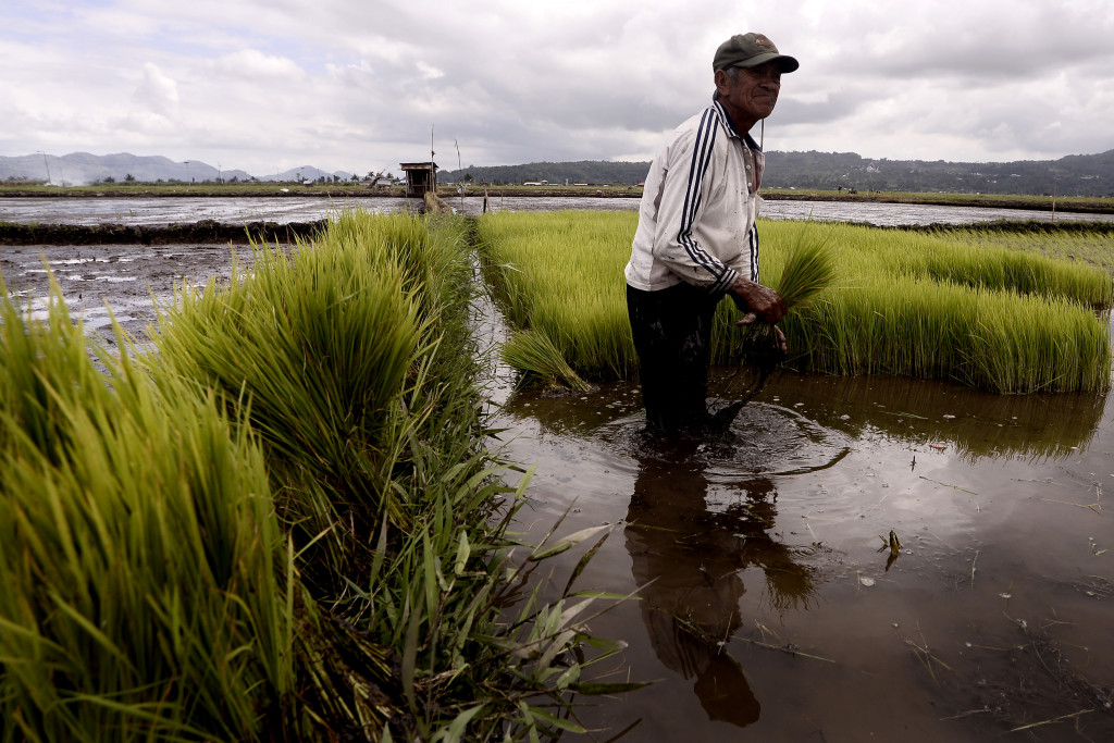 Petani mengumpulkan bibit padi di area persawahan di Tondano, Minahasa, Sulawesi Utara. (ANTARA FOTO/Adwit B Pramono)