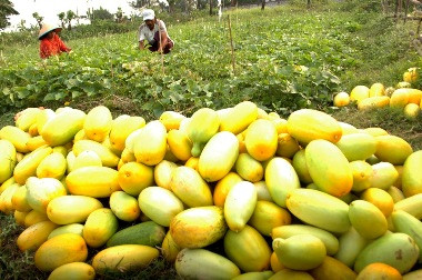Timun Suri, Buah Kaya Manfaat untuk Berbuka Puasa