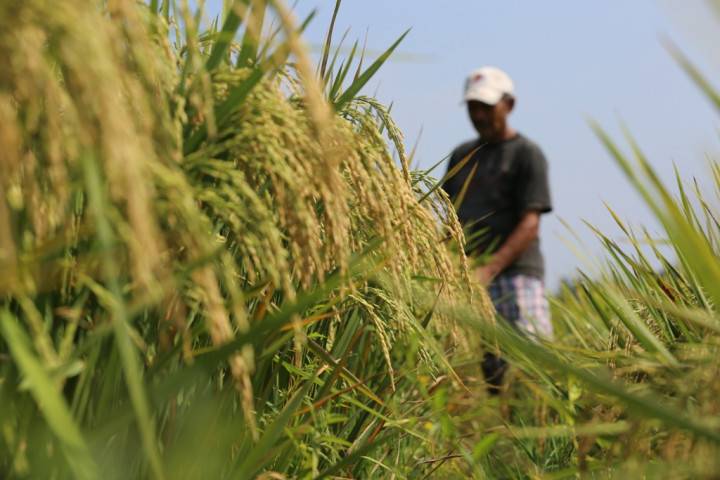 Petani Karawang Keluhkan Rendahnya Harga Gabah