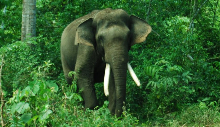 Nasib Manusia Tergantung Satwa & Hutan