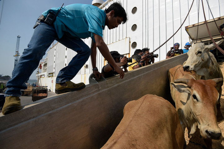 Bulog Tambah Impor 10 Ribu Ton Daging Asal Australia