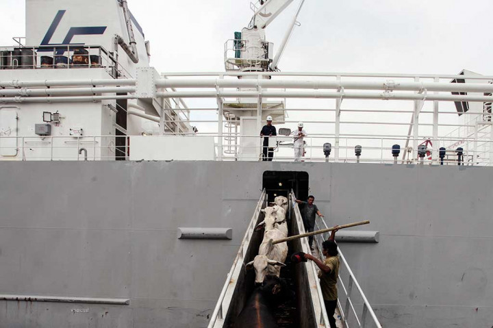 Sapi Impor Australia Tiba di Tanjung Priok