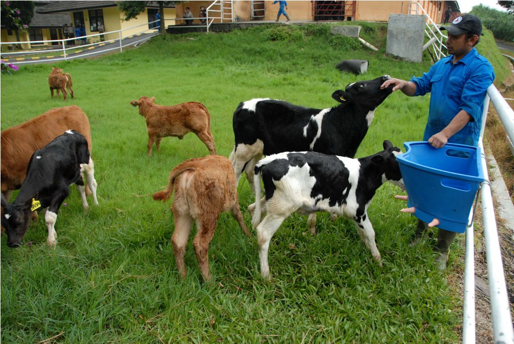 Petugas memberikan susu pada anak-anak sapi hasil pembibitan di Balai Embrio Ternak (BET) Cipelang, Cijeruk, Bogor, Jawa Barat (Foto: Ant/Jafkhairi)