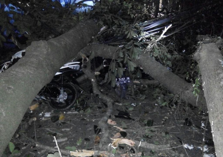 Pohon Karet Kebo di Balaikota Bogor Tumbang, Belasan Kendaraan Tertimpa