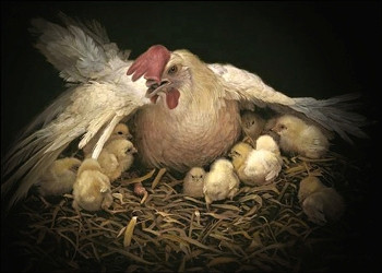 Tafsir Al Mishbah: Pemimpin Ideal dan Konsep Tawakal dalam Alquran