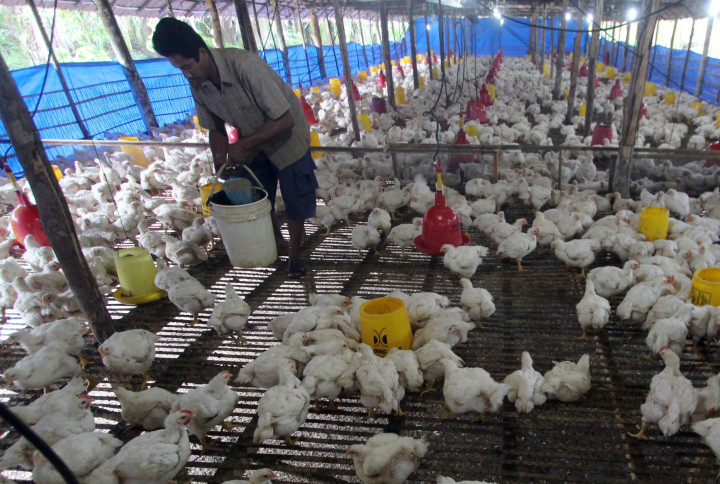 Terkait Kartel Ayam, Emiten CPIN Taati Peraturan