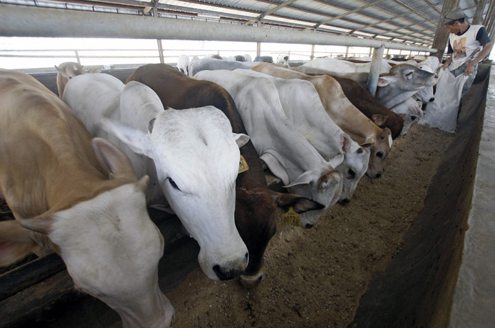 Kemenristekdikti Kembangkan Sapi Lokal untuk Tekan Impor