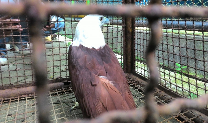 Elang Bondol di Taman Rekreasi Kota Disita