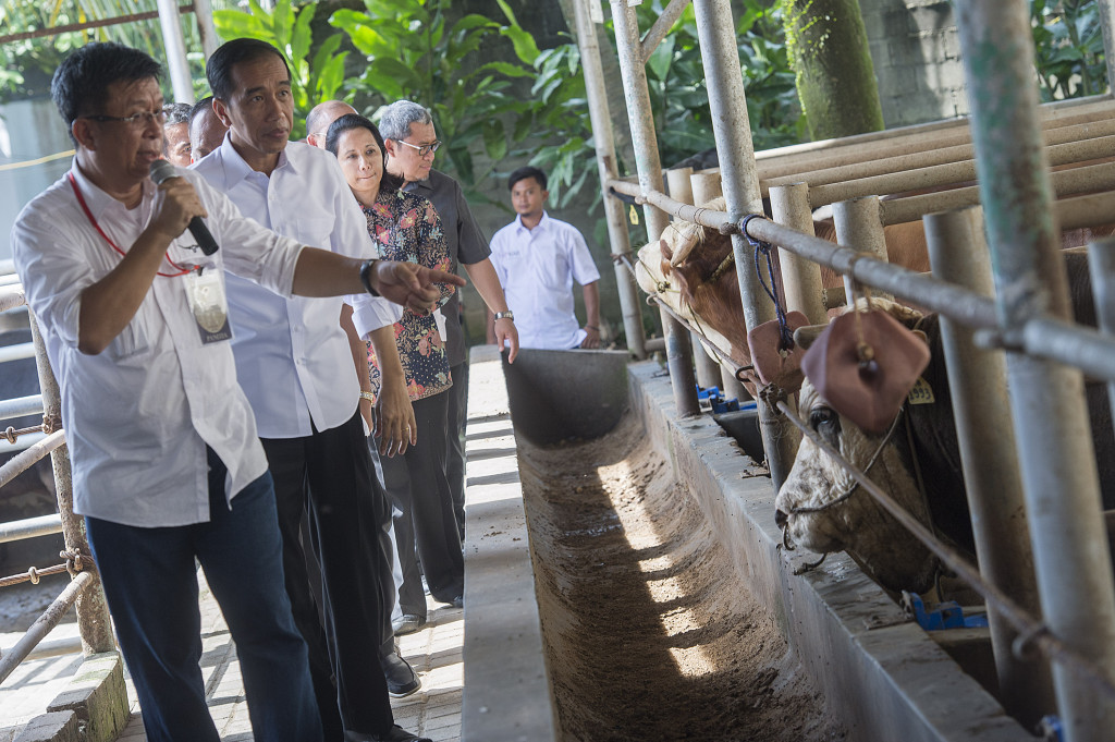 Presiden RI Joko Widodo saat menengok kandang sapi. ANTARA FOTO/Widodo S. Jusuf.