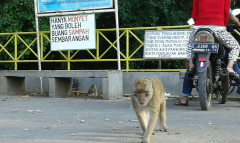Playing With Monkeys in Sunan Kalijaga Tomb
