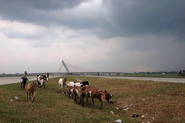 Awas, Kambing masih Kerap Seberangi Jalur Tol untuk Mudik