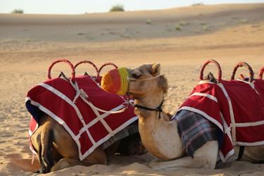 Unta Jabir dan Berkah Seperjalanan Bersama Nabi